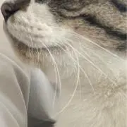 だいの画像