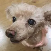 やまんしゅ