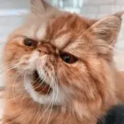mammaの画像