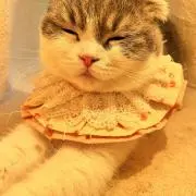よさんの画像