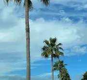 れの画像
