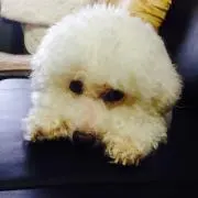 しょう