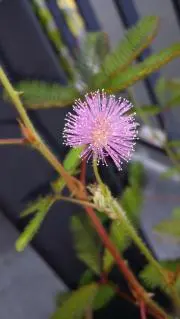 きっこ