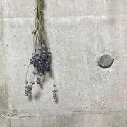 りーぬの画像