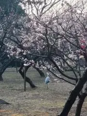 pokopokoの画像