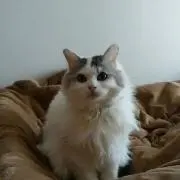happygirlの画像