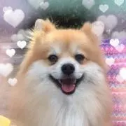 くまクリンの画像