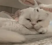 やんちゃんの画像