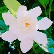 maronkuroの画像