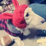 アグリーの画像