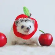 タロ ※要プロフ確認※の画像