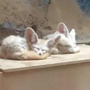 ベリー
