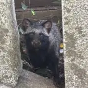 Krbossの画像