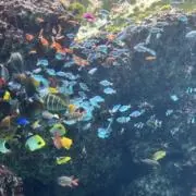 だーまぱんの画像