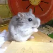 nao