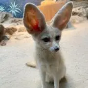 ひ
