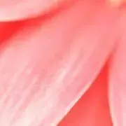 えりんぎの画像