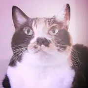 ハッピーいちごの画像
