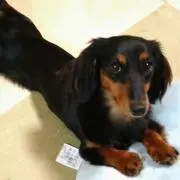ロロノアの画像