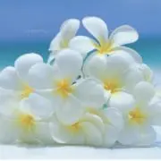 plumeria  プロフ必読！の画像
