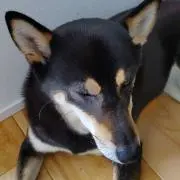 さる吉