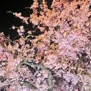 さくら♡の画像