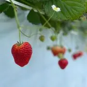 ぴっぴの画像