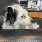 ドン　ジャパン
