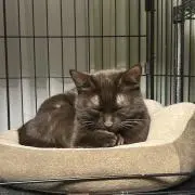 ねこぱんの画像