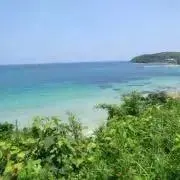 SHAMの画像