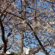 げんぞうの画像