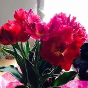 ぽぴの画像