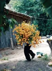 さーさの画像
