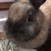 リリー