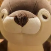 タカの画像