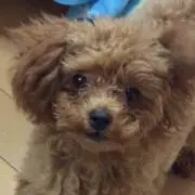 ☆クルン☆の画像