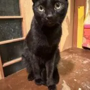 にゃんこ丸の画像