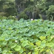 コビの画像