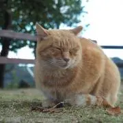 ねこ大福の画像