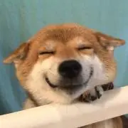 ヌコの画像