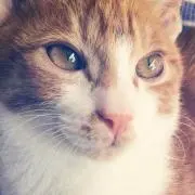ラブ猫♡