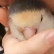 キノコ