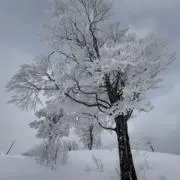 みその画像