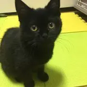 みーの画像