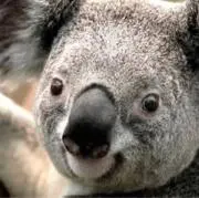 Premiere_Koalaの画像