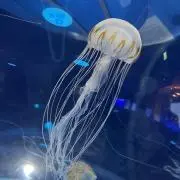 くらげの画像
