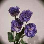 きりの画像