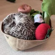 もちこ