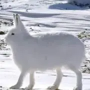 ごはんの画像