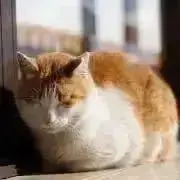 しーたかの画像